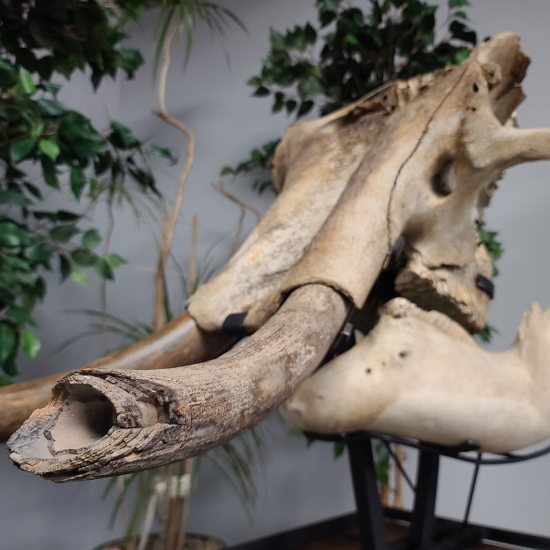 Woolly Mammoth Skull