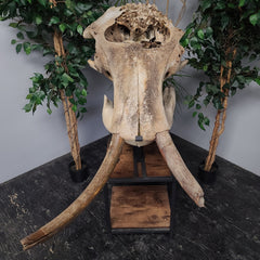 Woolly Mammoth Skull