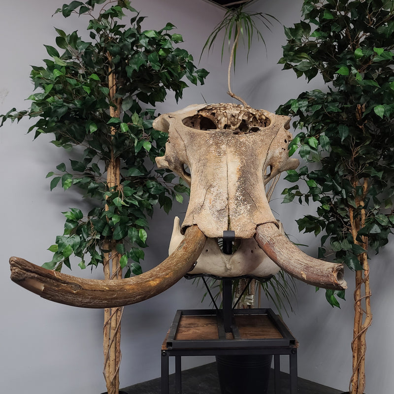 Woolly Mammoth Skull