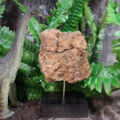 Diplodocus Dinosaur Bone B