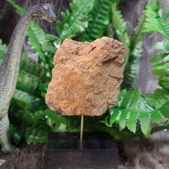 Diplodocus Dinosaur Bone B