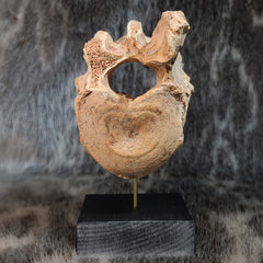Cave Bear Vertebrae Fossil K