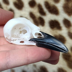 Eurasian Magpie Skulls