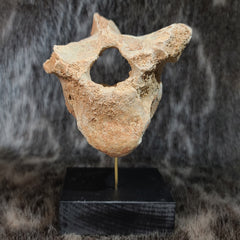 Cave Bear Vertebrae Fossil L