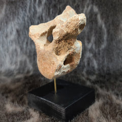 Cave Bear Vertebrae Fossil L