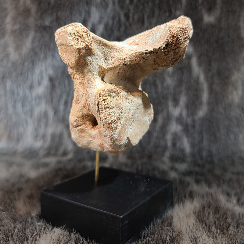 Cave Bear Vertebrae Fossil L
