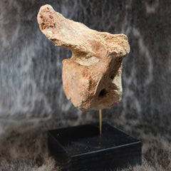 Cave Bear Vertebrae Fossil L