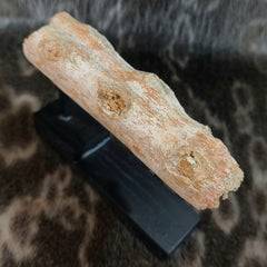 Crocodylomorph, Fossil Crocodile Snout