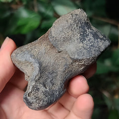 Bison Fossil Foot Bone B