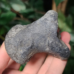 Bison Fossil Foot Bone B