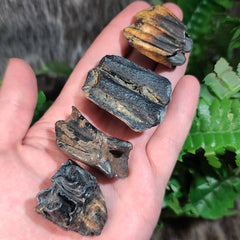 Bison Fossil Teeth