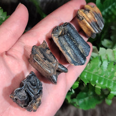 Bison Fossil Teeth