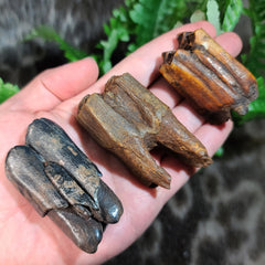 Bison Fossil Teeth XL