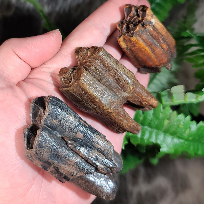 Bison Fossil Teeth XL