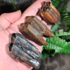 Bison Fossil Teeth XL