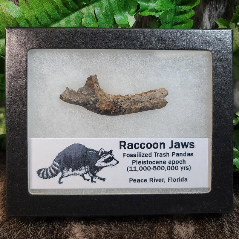 Raccoon Fossil Jaws