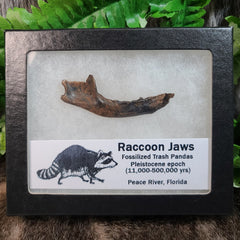 Raccoon Fossil Jaws