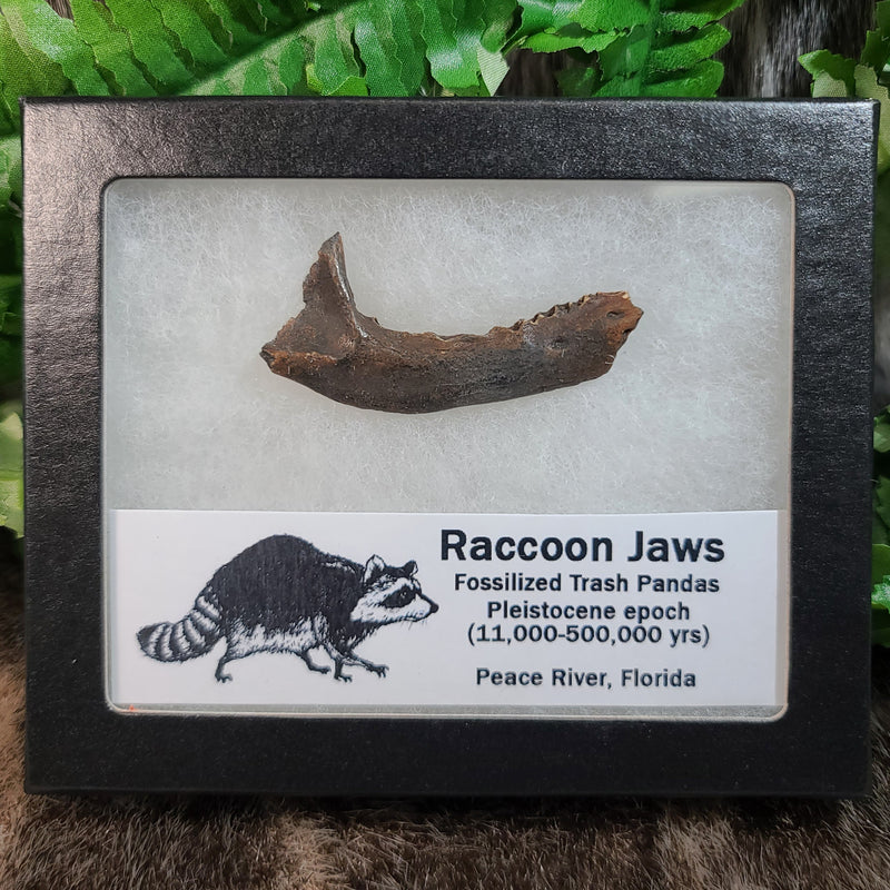 Raccoon Fossil Jaws
