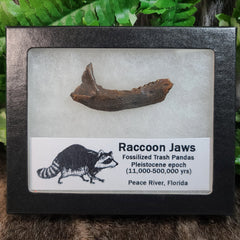 Raccoon Fossil Jaws