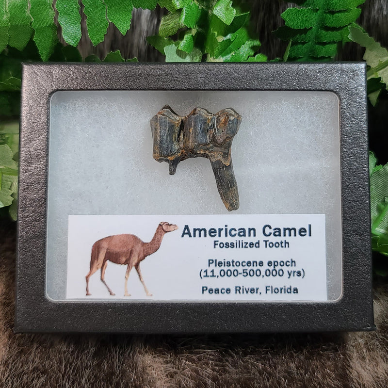 American Camel Fossil Teeth