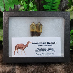 American Camel Fossil Teeth