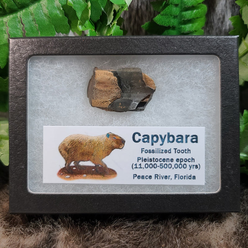 Capybara Fossil Teeth