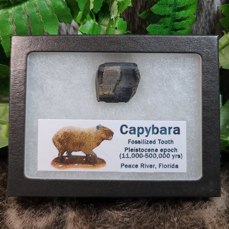 Capybara Fossil Teeth