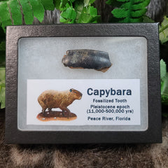 Capybara Fossil Teeth