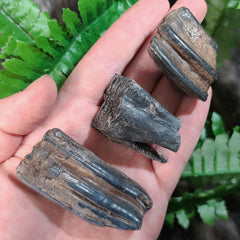 Horse Fossil Teeth