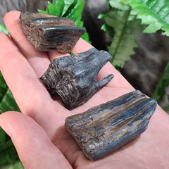 Horse Fossil Teeth