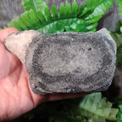 Fossil Whale Vertebrae C