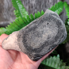 Fossil Whale Vertebrae C