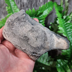Fossil Whale Vertebrae C