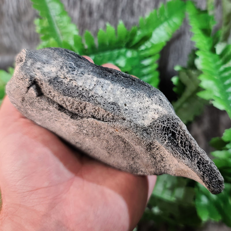 Fossil Whale Vertebrae C