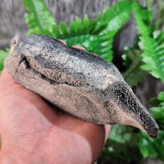 Fossil Whale Vertebrae C