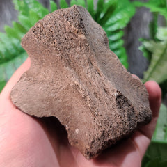 Fossil Whale Vertebrae E