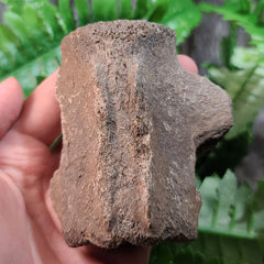Fossil Whale Vertebrae E