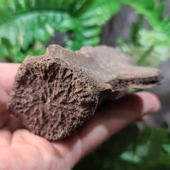 Fossil Whale Vertebrae E