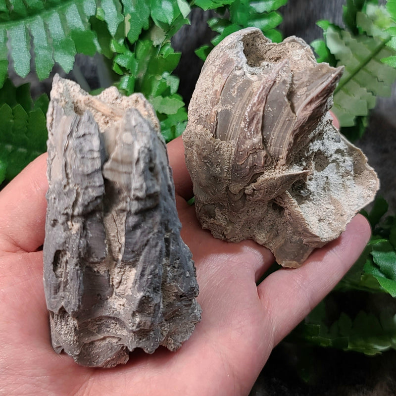 Fossilized Barnacles, Florida