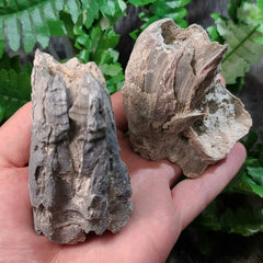 Fossilized Barnacles, Florida