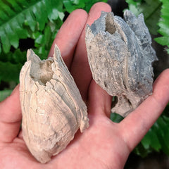 Fossilized Barnacles, Florida