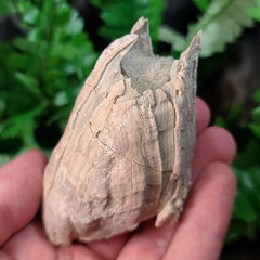 Fossilized Barnacles, Florida