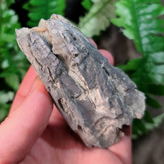 Fossilized Barnacles, Florida