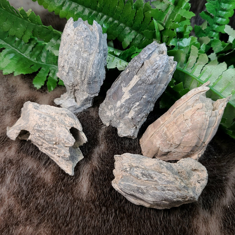 Fossilized Barnacles, Florida