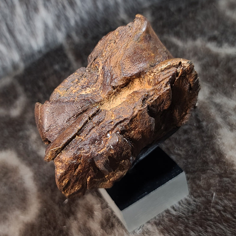 Mastodon Fossil Tooth Fragment C