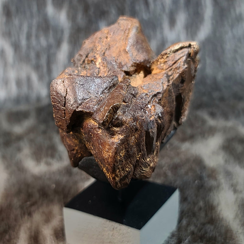 Mastodon Fossil Tooth Fragment C