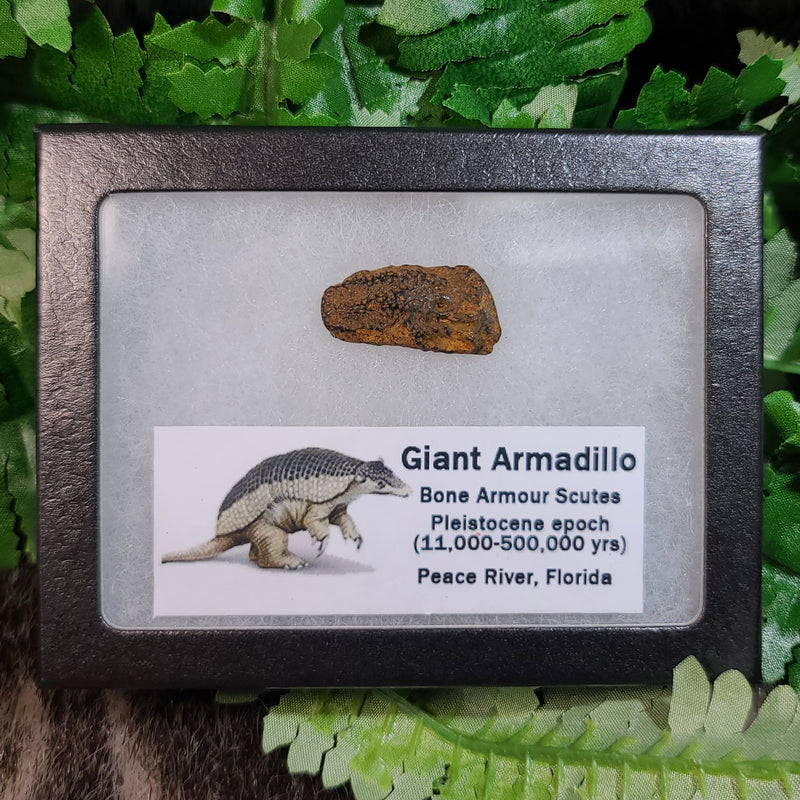 Fossil Giant Armadillo Armour Plates (Framed)