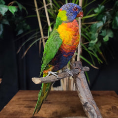 Rainbow Lorikeet Taxidermy Mount