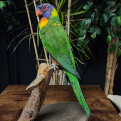 Rainbow Lorikeet Taxidermy Mount