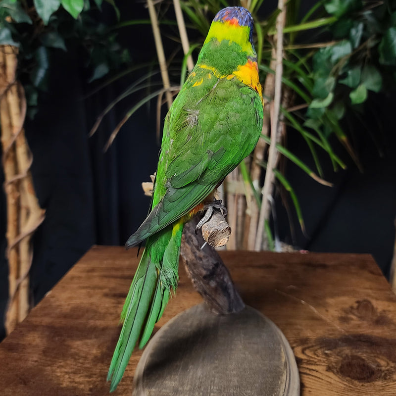 Rainbow Lorikeet Taxidermy Mount